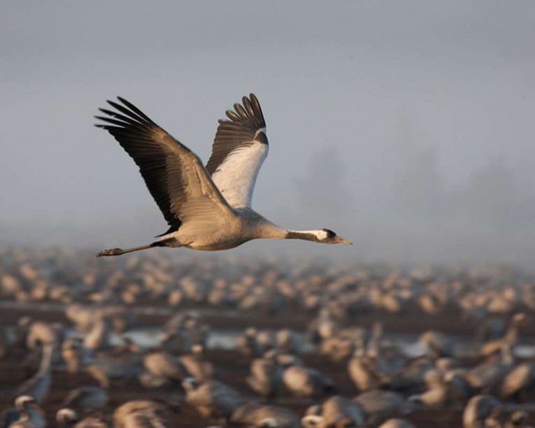 Crane Spotter - Cranleigh or Heronleigh? | Cranleigh Magazine