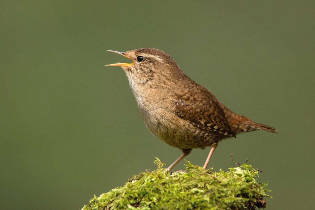 Crane Spotter - July 2019 - ‘Shopping’ for Early Birds | Cranleigh Magazine