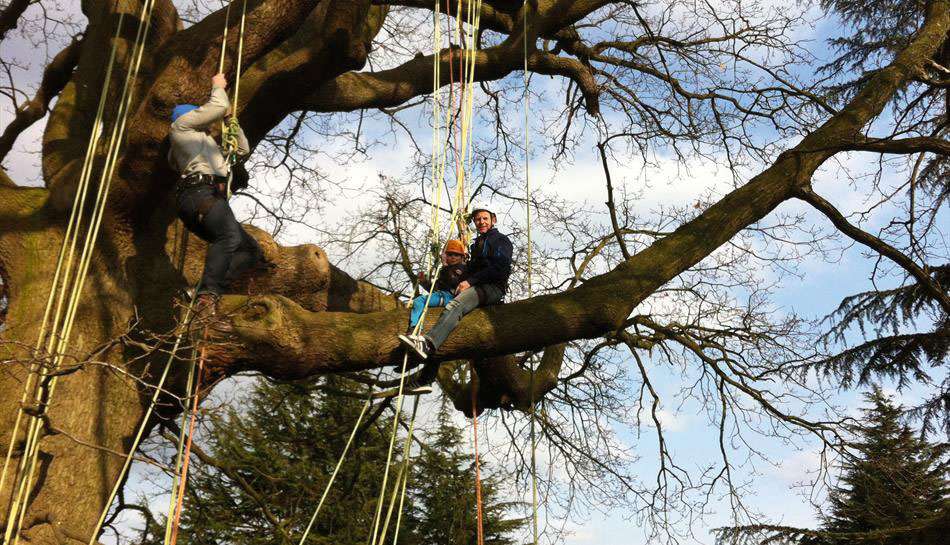 The-Great-Big-Tree-Climb - Cranleigh Magazine