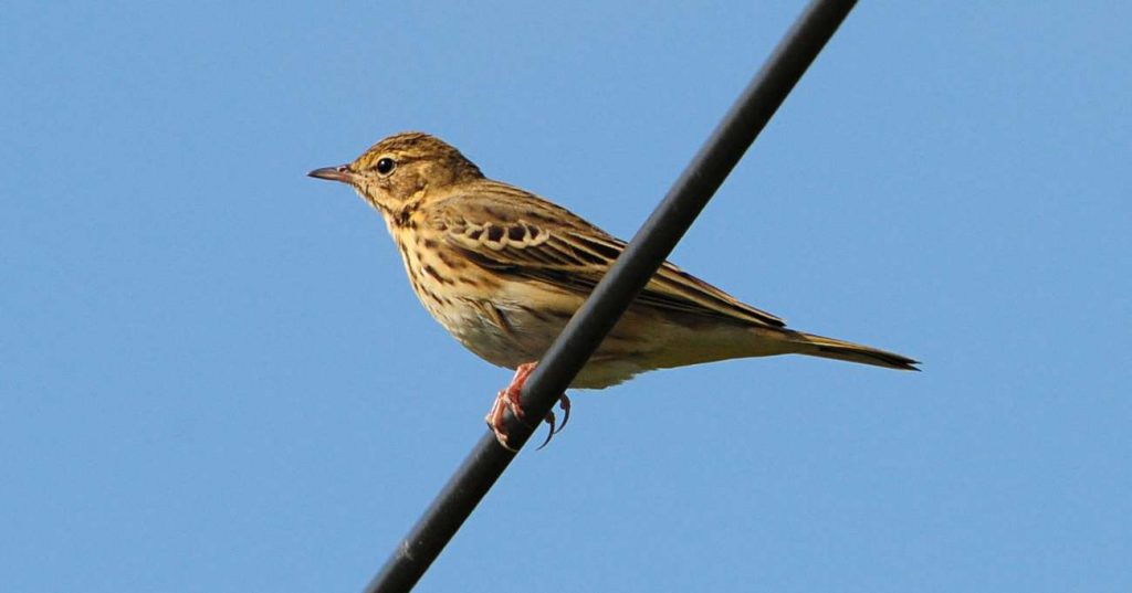 Crane Spotter - March 2020 - March Of The Mipits - Cranleigh Magazine