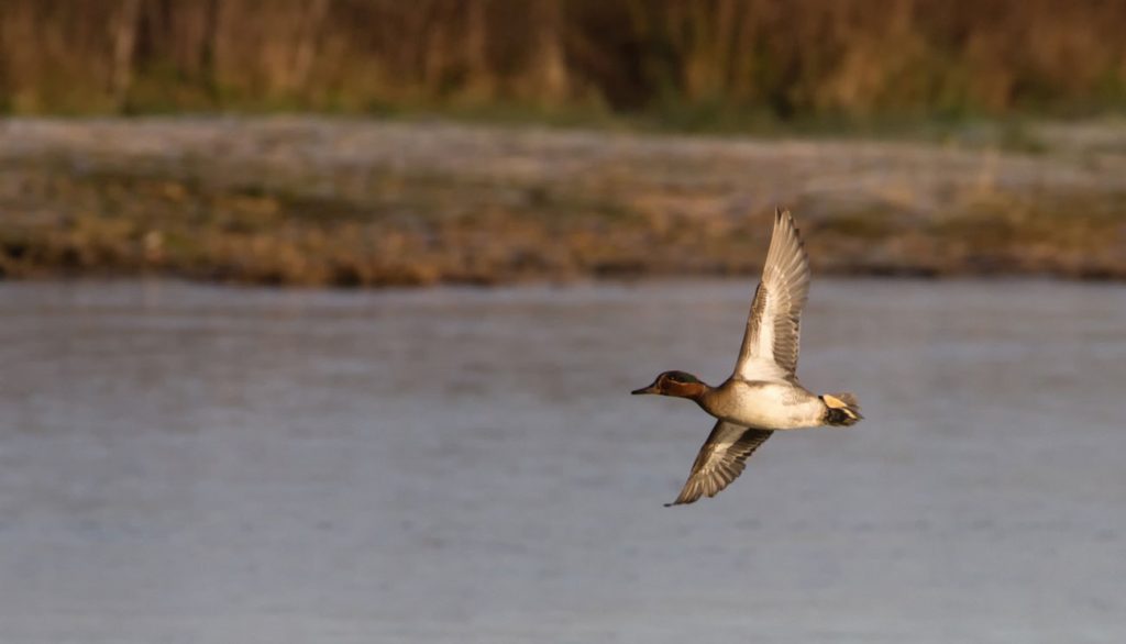 Crane Spotter - July 2020 - Escaping the lockdown - Cranleigh Magazine