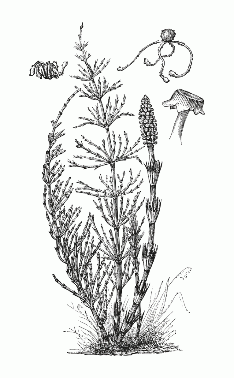 fieldhorsetail_illustration Cranleigh Magazine